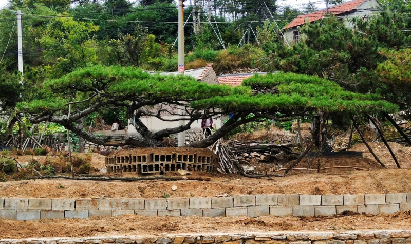造型松