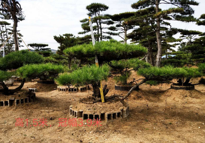 造型松