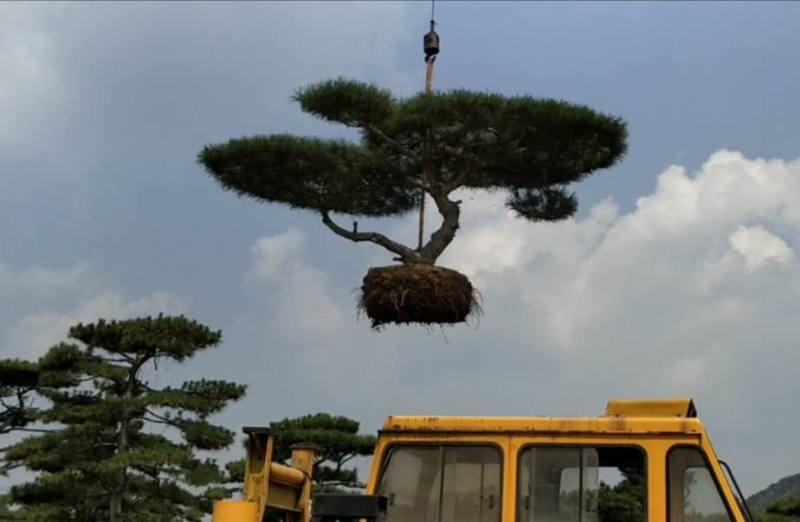 造型松