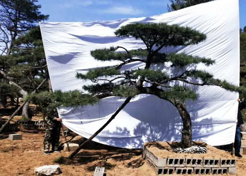 造型松