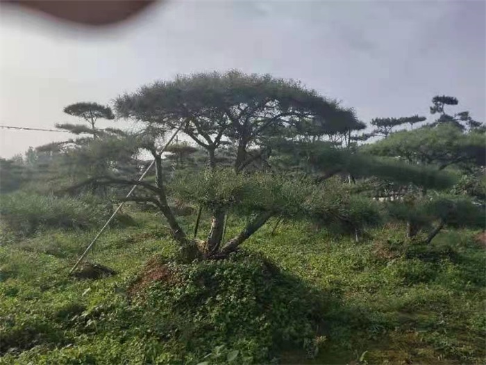 造型松.造型油松