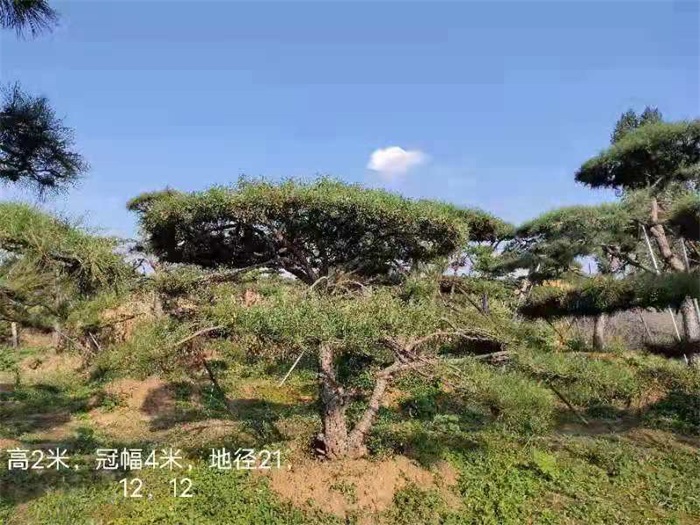 造型松.造型油松