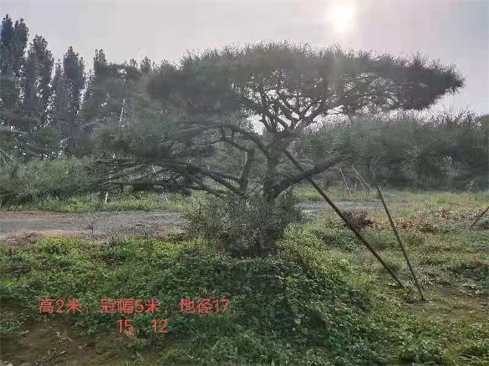 造型松.造型油松